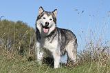ALASKAN MALAMUTE 158
